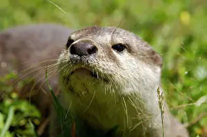Labuk: Smooth otter, tame animal living in Labuk Bay Proboscis