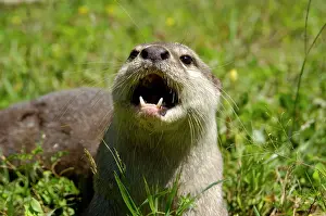 Labuk: Smooth otter - tamed wild animal, plays with visitors