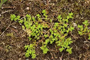 Glabra: Smooth rupturewort