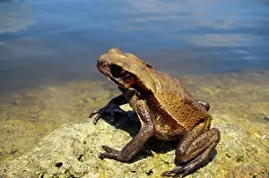 Guttatus: Smooth-sided Toad