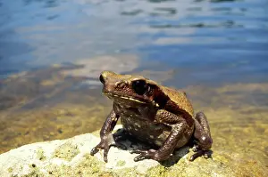 Guttatus: Smooth-sided Toad