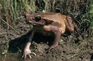 Guttatus: Smooth-Sided Toad