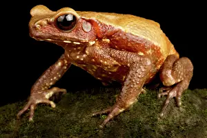 Smooth: Smooth-sided toad (Rhaebo guttatus), on black background