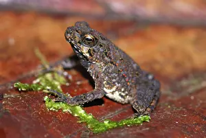Skinned: Smooth Skinned Toad juvenile