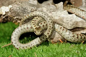 Austriaca: Smooth Snake