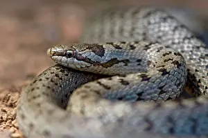 Austriaca: Smooth Snake