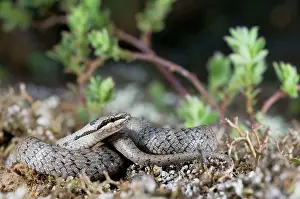 Austriaca: Smooth Snake