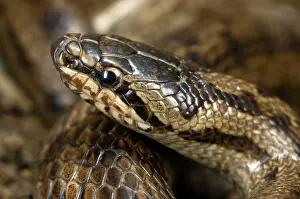 Austriaca: Smooth Snake