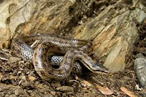 Austriaca: Smooth Snake