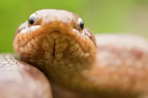 Austriaca: Smooth Snake