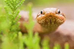 Austriaca: Smooth Snake