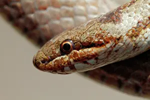 Austriaca: Smooth Snake