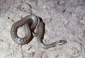 Smooth: SMOOTH SNAKE