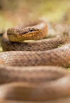 Smooth: Smooth Snake