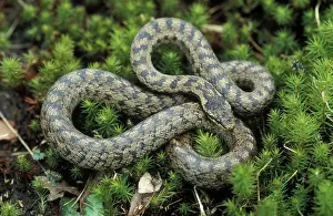 Heaths: Smooth snake - Adult