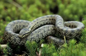 Heaths: Smooth snake - Adult