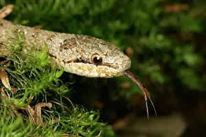 Forked: Smooth Snake - with forked tongue extanded