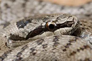 Austriaca: Smooth Snake - head close up