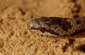 Smooth: SMOOTH SNAKE - head close up