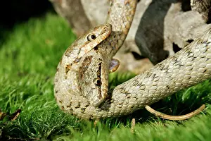 Austriaca: Smooth Snake - mating