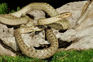 Austriaca: Smooth Snake - pair mating