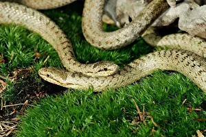 Austriaca: Smooth Snake - pair mating