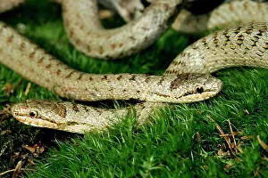 Austriaca: Smooth Snake - pair mating