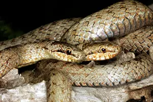 Austriaca: Smooth Snake - pair mating