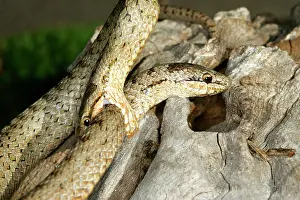 Austriaca: Smooth Snakes - two mating