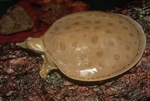 Softshell: Smooth Softshell Turtle