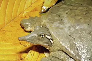 Softshell: Smooth Softshell Turtle