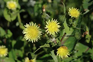 Seeding: Smooth sow-thistle
