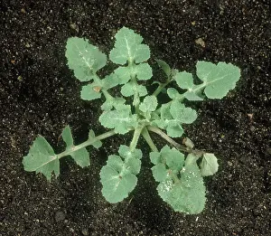 Rosette: Smooth sow-thistle