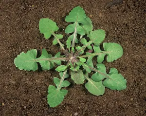 Composite: Smooth sow-thistle