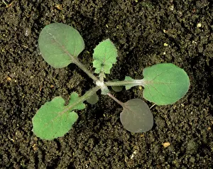 Composite: Smooth sow-thistle seedling