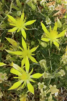 Blazing: Smooth-stemmed Mentzelia / Blazing Star