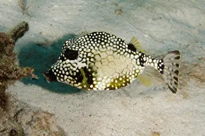 Trunkfish: Smooth Trunkfish (Lactophrys triqueter)
