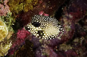 Trunkfish: Smooth Trunkfish (Lactophrys triqueter)