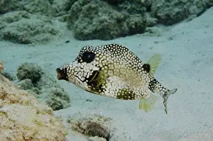 Trunkfish: Smooth Trunkfish (Lactophrys triqueter)