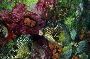 Trunkfish: Smooth Trunkfish (Lactophrys triqueter)