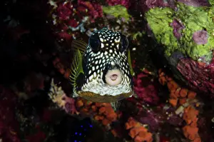 Pete: Smooth Trunkfish (Lactophrys triqueter)