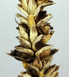 Bunt: Smut infected ripe wheat ear