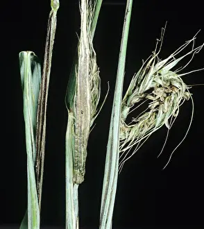Trapped: Smut (Urocystis occultata) on Rye