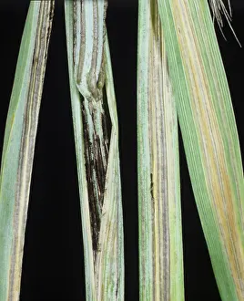 Stems: Smut (Urocystis occultata) on Rye stems