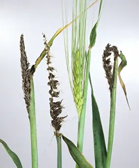 Loose: Smutted barley ears