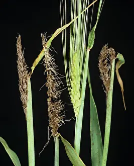 Loose: Smutted barley ears