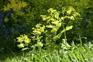 Smyrnium: Smyrnium perfoliatum - In garden