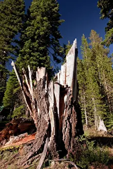 Snag: Snag or stump of an old Red Fir recently hit by lightning