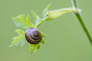 Snails: Snail