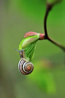 Basswood: Snail on bud of Linden Lime Basswood